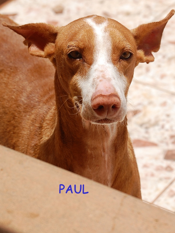 LP-PAUL